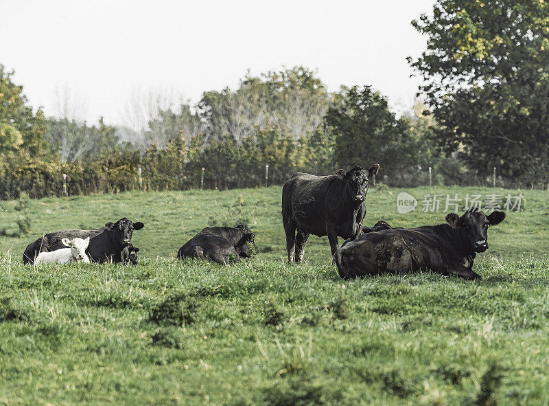 Les vaches au champs